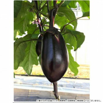 小林種苗 ナス種子 究極の茄子 5822 10ml【メーカー直送：代金引換不可：同梱不可】【北海道・沖縄・離島は配達不可】