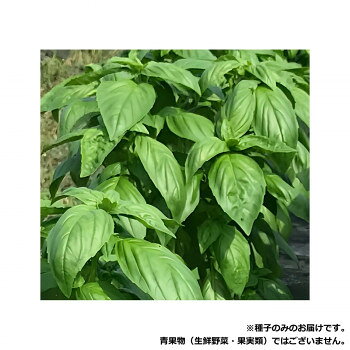 ※パッケージ、デザイン等は予告なく変更される場合があります。※画像はイメージです。商品タイトルと一致しない場合があります。べと病に対して強い抵抗性を持っています。草姿はコンパクトだが葉が大きい。強健で栽培適応範囲が広い。抽苔が遅く、長期収穫できます。【栽培のポイント】・栽培方法は通常のスイートバジル栽培に準じる。・遅霜の心配がなくなってから9cmポットまたは128穴セルトレイに播種する。・バジルは好光性種子(発芽に光が必要)のため、覆土は浅めとする。・本葉6枚(3節目展開)時に定植する。(播種後25〜30日頃)・乾燥に弱いため、水を切らさないよう注意する。・本葉12枚頃(5〜7節)に頂芽を摘心して、側枝が伸びるようにする。・7月頃から花芽が着き始めるので早期に摘み取る。・花芽が着いたまま放っておくと養分を奪われ、葉が硬く小さくなり、香りも弱まる。・定植後は株の状態を見ながら適宜、即効性の液肥を施し、草勢を維持する。・元肥は10aあたり、苦土石灰100kg、完熟堆肥2t、窒素成分で10〜15kg程度、畝間100〜120cm、株間30〜50cmの2条植えを基本とする。【注意事項】※種子は播種後の栽培条件、天候事情により、その結果が異なる場合がございます。万が一、結果不良でも保証はできかねます。※一部地域(郡部・山間部等)は時間帯指定不可となります。サイズ個装サイズ：20×20×2cm重量個装重量：20g仕様内容量:5ml生産国イスラエル広告文責:株式会社ホームセンターセブンTEL:0978-33-2811※パッケージ、デザイン等は予告なく変更される場合があります。※画像はイメージです。商品タイトルと一致しない場合があります。fk094igrjs