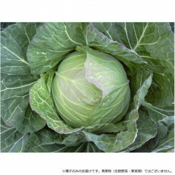 小林種苗 キャベツ種子 耐寒春エース 9 20ml【メーカー直送：代金引換不可：同梱不可】【北海道・沖縄・離島は配達不可】