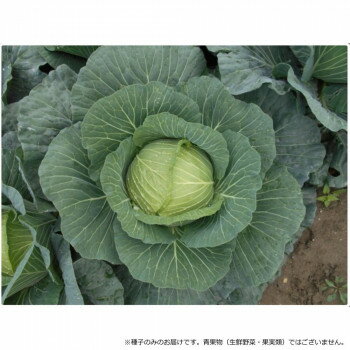 ※パッケージ、デザイン等は予告なく変更される場合があります。※画像はイメージです。商品タイトルと一致しない場合があります。定植後、58日から収穫可能な極早生品種です。1.5〜2.0kg程度の甲高扁円球に仕上がり、肥大性に優れます。球色は光沢...