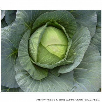 小林種苗 キャベツ種子 YR雪舟 7219 コートL5000粒【メーカー直送：代金引換不可：同梱不可】【北海道・沖縄・離島は配達不可】