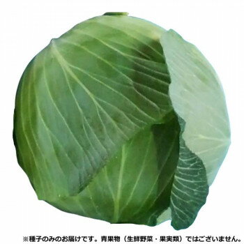 小林種苗 キャベツ種子 春一番 7714 小袋(150粒)【メーカー直送：代金引換不可：同梱不可】【北海道・沖縄・離島は配達不可】