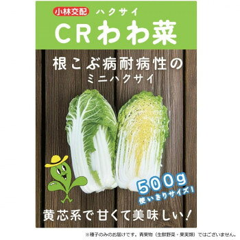 ※パッケージ、デザイン等は予告なく変更される場合があります。※画像はイメージです。商品タイトルと一致しない場合があります。非常にコンパクトな白菜で熟期58〜60日程度、500g程度から収穫できる。葉質は柔らかく甘みがあり、食味に優れる。根こぶ病抵抗性で晩抽性にも優れるため、春・秋まき栽培に適する。【栽培のポイント】・普通種ハクサイに比べ極端な密植が可能。株間を20-25cmで栽培する。・春蒔きでは1月蒔き4月収穫が可能。温床育苗を行ない最低夜温を13度以上に保つ。・春蒔きは育苗の際、大き目のポットで本葉6-7枚まで苗床で育ててから定植する。・春蒔きではトンネル栽培が基本です。・秋蒔きは一般平坦地では8月中旬から9月20日蒔き、10月下旬から1月まで収穫できる。・根こぶ病に対して完全な抵抗性ではないため、予防的防除に努める。【注意事項】※種子は播種後の栽培条件、天候事情により、その結果が異なる場合がございます。万が一、結果不良でも保証はできかねます。※一部地域(郡部・山間部等)は時間帯指定不可となります。サイズ個装サイズ：15×10×1cm重量個装重量：30g仕様内容量:1ml生産国イタリア広告文責:株式会社ホームセンターセブンTEL:0978-33-2811※パッケージ、デザイン等は予告なく変更される場合があります。※画像はイメージです。商品タイトルと一致しない場合があります。fk094igrjs