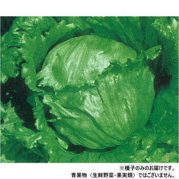 ※パッケージ、デザイン等は予告なく変更される場合があります。※画像はイメージです。商品タイトルと一致しない場合があります。耐病性と低温結球性にすぐれた、秀品率の高い中生種になります。外葉は比較的コンパクトながら、強健で耐寒性にすぐれ、玉のそろいがきわめてよいのが特長です。玉の形は甲高豊円形で、変形しにくく、葉色は鮮緑色で内部までよく着色します。葉肉は厚くて、日もちにすぐれ、歯切れがよくて美味です。※種子は播種後の栽培条件、天候事情により、その結果が異なる場合がございます。万が一、結果不良でも保証はできかねます。【栽培のポイント】・本葉4〜5枚の若苗定植で、植え傷みを少なくして、活着を促し、初期生育を旺盛にしてください。・年内どりは元肥1/2、追肥1/2として、ムラのない生育をさせます。冬どりは元肥主力で、結球開始期までに十分な株張りにします。・トンネル被覆は、平均気温8度を目安に、早めにします。※一部地域(郡部・山間部等)は時間帯指定不可となります。サイズ個装サイズ：20×20×2cm重量個装重量：20g仕様内容量:20ml生産国チリ広告文責:株式会社ホームセンターセブンTEL:0978-33-2811※パッケージ、デザイン等は予告なく変更される場合があります。※画像はイメージです。商品タイトルと一致しない場合があります。fk094igrjs