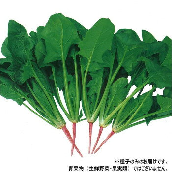 ※パッケージ、デザイン等は予告なく変更される場合があります。※画像はイメージです。商品タイトルと一致しない場合があります。柔らかくて甘味が強い、大変美味しい東洋種ホウレンソウです。草姿は半立性、生育旺盛で収量性優れます。葉の欠刻がやや浅く、葉柄は少し長めで、根は赤色。鮮やかな緑色の大葉と鮮紅色の根部とのコントラストで、荷姿が美しく仕上がります。晩夏まきで35〜40日、秋まきで40〜50日、晩秋まきで90日程度で収穫できます。耐暑性・耐寒性優れ、8月中旬〜2月上旬にかけて播種できます。※針種のため、水につけて芽出しを行ってから播種して下さい。※種子は播種後の栽培条件、天候事情により、その結果が異なる場合がございます。万が一、結果不良でも保証はできかねます。【栽培のポイント】・発芽しにくい季節には、生育を揃えるために芽出しをしてください。高温期は冷たい水につけ、時々水を替えながら一晩おき、水から出した後は濡れた新聞紙等で覆って乾燥しないように気をつけ、涼しい場所におきます。また冬季には、ぬるま湯に数時間浸し、出した後は暖かい場所を選んで催芽してください。いずれも2〜3日で発芽するので、20%〜30%芽を出した頃に播種します。催芽種子の場合は、まき溝に十分水分があることが必須条件です。・高温期の栽培においては、立ち枯れ病に注意してください。立ち枯れ病防除には、種子消毒と土壌消毒を徹底することが必要です。サイズ個装サイズ：20×20×15cm重量個装重量：200g仕様内容量:2L生産国日本広告文責:株式会社ホームセンターセブンTEL:0978-33-2811※パッケージ、デザイン等は予告なく変更される場合があります。※画像はイメージです。商品タイトルと一致しない場合があります。fk094igrjs