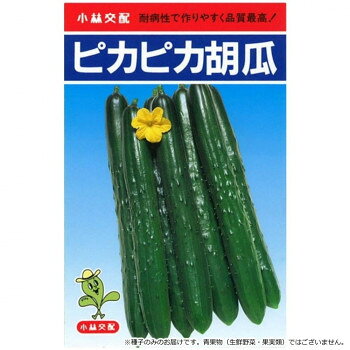 小林種苗 キュウリ種子 ピカピカ 3 20ml袋【メーカー直送：代金引換不可：同梱不可】【北海道・沖縄・離島は配達不可】