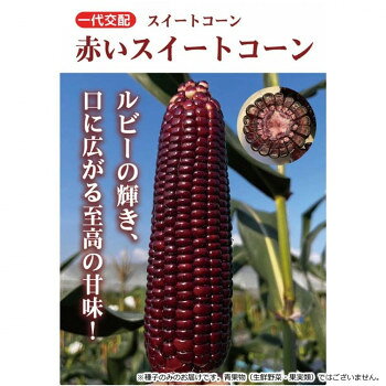 ※パッケージ、デザイン等は予告なく変更される場合があります。※画像はイメージです。商品タイトルと一致しない場合があります。春まきで播種後100日程度の晩生種。初夏まきの生育日数は70日程度。先端まで実入りが良く、穂重350g程度。食味はモチ感が多少あり、糖度は16度程度に安定する。種皮は深紅で胚乳は白く、主稈から絹糸まで赤い。草勢は旺盛で春作のハウス栽培では草丈3m程になります。【栽培のポイント】・発芽適温が従来のスイートコーンよりやや高めで地温が15度以上必要で春の直播きでは注意が必要。・育苗する場合は、本葉2〜3枚で定植し、老化苗に注意する。・肥培管理は通常のスイートコーンと同じで良い。全窒素・カリ量の半量を元肥で残りをひざ丈・雄ずいの見えはじめ期の2回に分けて施す。ハウス栽培の場合や、樹勢が強すぎる場合は減らす。・黄色種、白色種、バイカラー品種とは完全に隔離して栽培して下さい。交雑してしまうとキセニアにより胚乳の品質が双方とも落ちてしまいます。200m以上離すか、雄花の開花時期が完全に合わないよう注意が必要。・調理方法は蒸し物、焼き物、電子レンジでチンに適します。ゆがくとアントシアニンが溶け出してしまい本来の色を楽しむことができません。【注意事項】※種子は播種後の栽培条件、天候事情により、その結果が異なる場合がございます。万が一、結果不良でも保証はできかねます。サイズ個装サイズ：20×20×15cm重量個装重量：200g仕様内容量:200粒生産国タイ広告文責:株式会社ホームセンターセブンTEL:0978-33-2811※パッケージ、デザイン等は予告なく変更される場合があります。※画像はイメージです。商品タイトルと一致しない場合があります。fk094igrjs