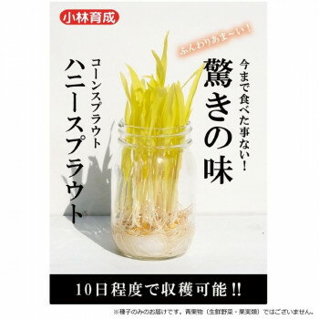 小林種苗 コーンスプラウト種子 ハニースプラウト 9593 1L【メーカー直送：代金引換不可：同梱不可】【北海道・沖縄・離島は配達不可】