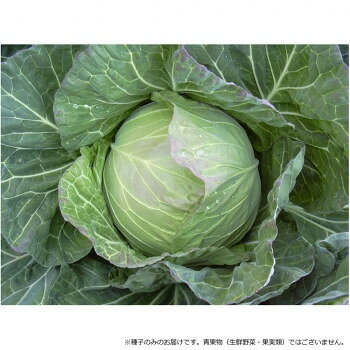 小林種苗 キャベツ種子 耐寒春エース 9 小袋(1.5ml)【メーカー直送：代金引換不可：同梱不可】【北海道・沖縄・離島は配達不可】