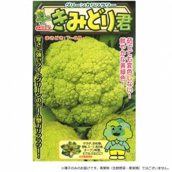 ※パッケージ、デザイン等は予告なく変更される場合があります。※画像はイメージです。商品タイトルと一致しない場合があります。草姿は立性で耐寒性が強く、根張りもよく栽培しやすい。ライトグリーンの花蕾で、美しいドーム型に仕上がる。12〜2月どり中...