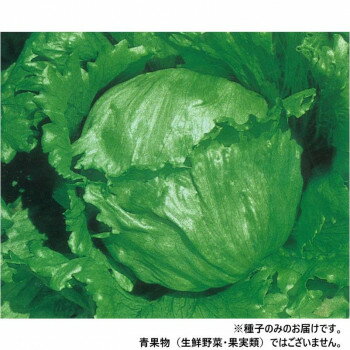 Seeds - 小林種苗 レタス種子 カサノバ　4-15-1　20ml【メーカー直送：代金引換不可：同梱不可】【北海道・沖縄・離島は配達不可】