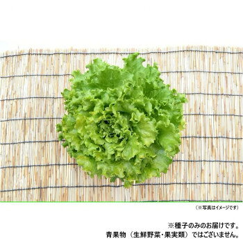 小林種苗 レタス種子 モントレー　7227　20ml【メーカー直送：代金引換不可：同梱不可】【北海道・沖縄・離島は配達不可】