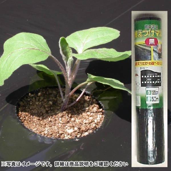【訳あり】【配送不可｜店頭受取限定】渡辺泰 農園芸用 植付マルチ 黒 0.025mm×135cm×50M