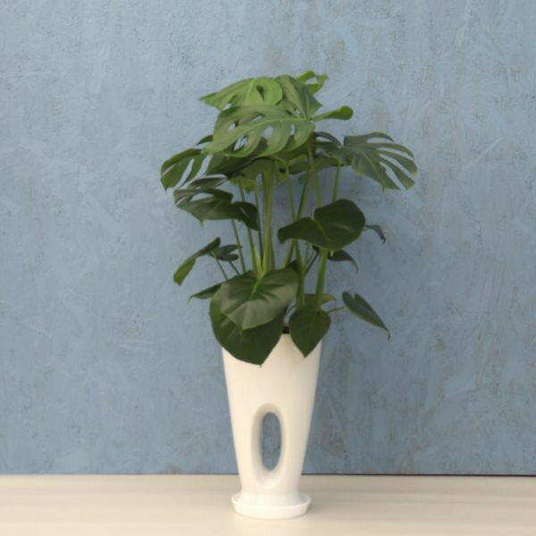 観葉植物 モンステラ 7寸穴高陶器 白 メーカー直送観葉植物 mons07-001