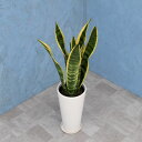 観葉植物 サンスベリア 6寸丸高陶器 白 メーカー直送観葉植物 sans06-007