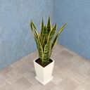 観葉植物 サンスベリア 6寸角プラスチック 白 メーカー直送観葉植物 sans06-008