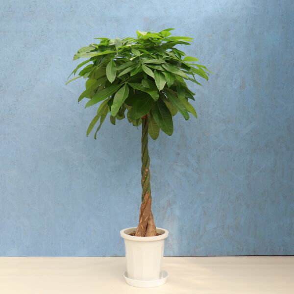 観葉植物 パキラ 尺プラスチック メーカー直送観葉植物 pach10-001