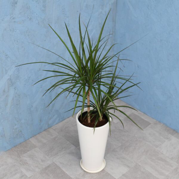 観葉植物 コンシンネ 6寸丸高陶器 白 メーカー直送観葉植物 conc06-007