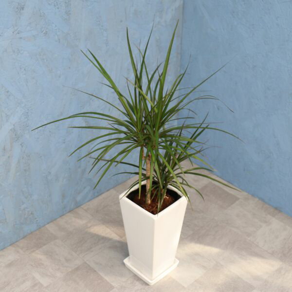 観葉植物 コンシンネ 6寸角高陶器 鉢の色は全2色 白/黒 メーカー直送観葉植物 conc06