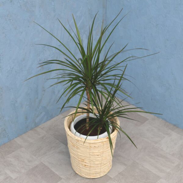 観葉植物 コンシンネ 6寸カゴ カゴ全4種 白/茶/ミックス/竹 メーカー直送観葉植物 conc06