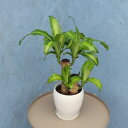 観葉植物 幸福の木 5寸丸陶器 鉢の色は全3色 白/赤/黒 メーカー直送観葉植物 mass05