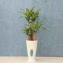 観葉植物 幸福の木 7寸穴高陶器 鉢の色は全3色 白/赤/黒 メーカー直送観葉植物 mass07