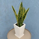 観葉植物 サンスベリア 5寸角陶器 鉢の色は全3色 白/赤/黒 メーカー直送観葉植物 sans05
