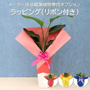 【メーカー直送観葉植物専用オプション】 ラッピング (リボン付き) 全4色 wrap