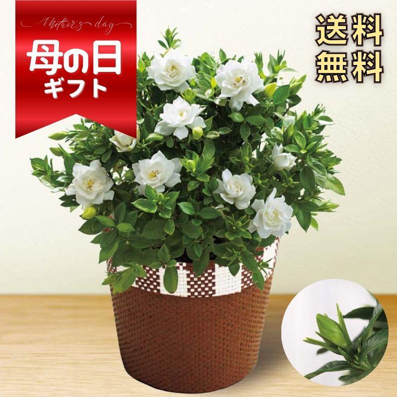 母の日ギフト ガーデニア鉢植え 清楚な白い花が美しい香りの鉢花 フラワーギフト 送料無料 MR37-8のサムネイル