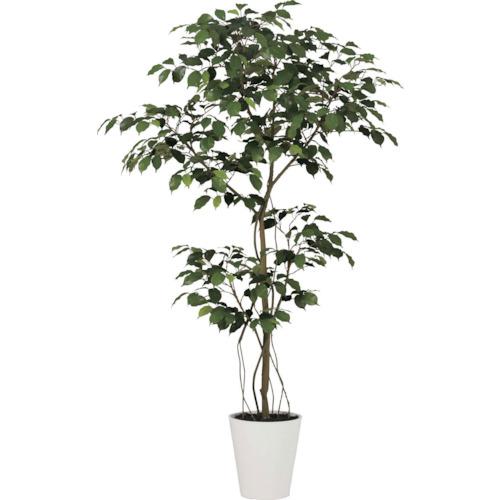 ■グリーンクロス ベンジャミン1.5m〔品番:6300029328〕【4103715:0】[送料別途見積り][法人・事業所限定][外直送][店頭受取不可]