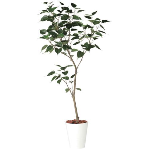 ■グリーンクロス インドボダイジュ1.8m〔品番:6300029337〕【4105396:0】[送料別途見積り][法人・事業..