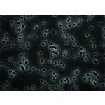 ■Merck アイソポア(ポリカーボネート製フィルター)〔品番:HTTP02500〕【5550221:0】[送料別途見積り][法人・事業所限定][外直送][店頭受取不可]