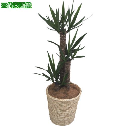 ■AS 観葉植物 青年の木 〔品番:4529002〕【5839509:0】[送料別途見積り][掲外取寄][店頭受取不可]