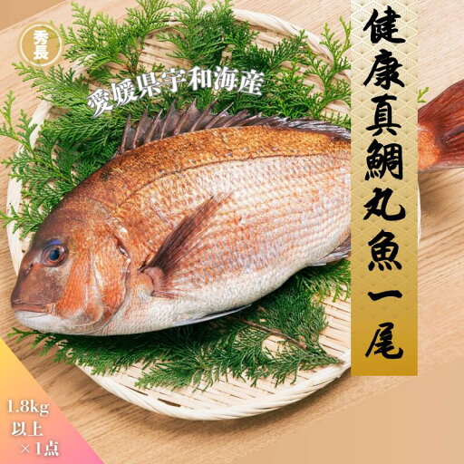 健康真鯛丸魚一尾|愛媛県産 宇和海産 鯛 お祝い パーティ ブランド魚 豪華 秀長水産 宇和島【お歳暮 ご贈答】プレゼント 贈り物 健康真鯛丸魚一尾|愛媛県産 宇和海産 鯛 お祝い パーティ ブランド魚 豪華 秀長水産 宇和島【お歳暮 ご贈答】プレゼント 贈り物