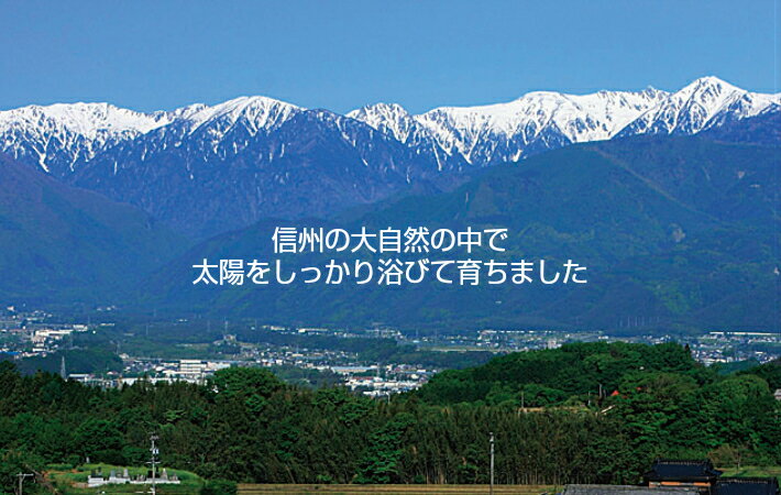 【長野県産 無農薬】杜仲茶 2g×30包 国産 ティーバッグ ダイエット 妊活 妊婦 中性脂肪 内臓脂肪 メタボ 基礎代謝 血圧 ストレス 肩こり アンチエイジング 花粉症 便秘 集中力 おすすめ 冷え性 お茶 水筒