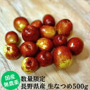【2025年10月前後より順次発送予定】数量限定販売 無農薬・自然栽培 信州長野県産の生なつめ 500g (3cm前後サイズ) なつめ 棗 ナツメ
