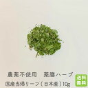 国産 農薬不使用 当帰リーフ10g(日本産) 送料無料(4)