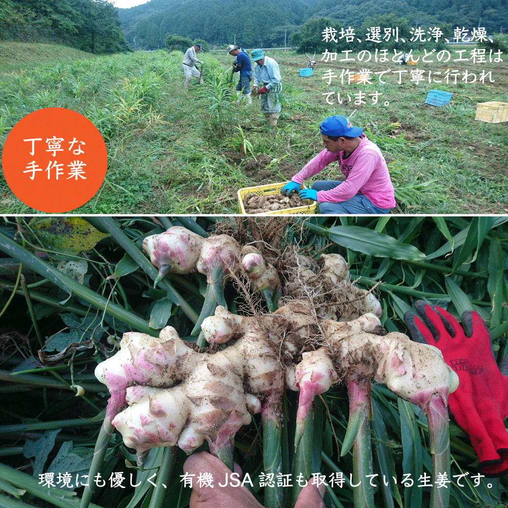 ��ժ�ѥ����� �� 100g ���礦���ѥ����� ���祦���ѥ����� ̵���� ʴ����ժ ���󥸥㡼�ѥ����� ���礦���ѥ������� ��ժʴ�� ̵������ժ �ѥ����� ���� ��ժ �� ʴ����ժ ���礦���� �������˥å� ��ժ�ɥ�� ���� �������å� ͭ�� ���������������Ի��� 10�ܥ��祦��