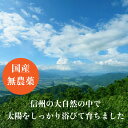 ＜4/20(土)P10倍 & クーポン＞ 長野県産 無農薬 杜仲茶 2g×30包 ティーバッグ 胆汁ダイエット とちゅうちゃ 健康茶 ノンカフェイン エイジング 国産 水出し 3