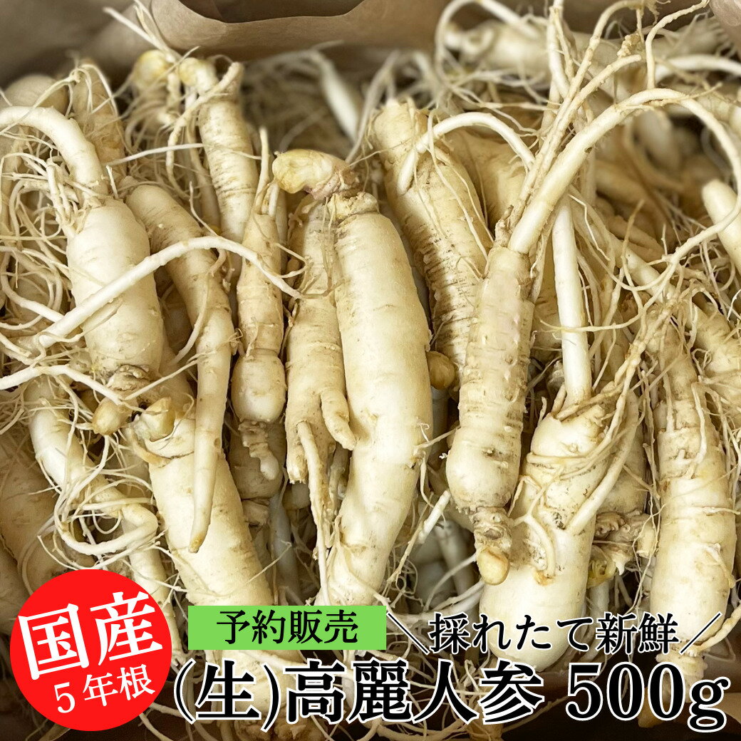 【6月下旬発送予定】 国産 生の 高麗人参 500g(15cm前後サイズ) 高麗 人参 コーライ おたねにんじん 朝..