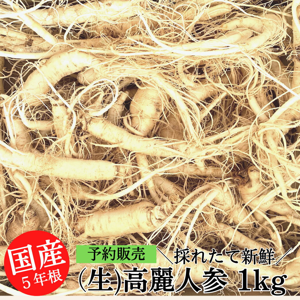 【6月下旬発送予定】 国産 生の 高麗人参 1kg(15cm前後サイズ) 高麗 人参 コーライ おたねにんじん 朝..