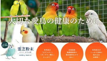 <送料無料>インコ・オウム用 北海道産 霊芝粉末15g(約60日分)ノンカフェイン 霊芝茶 βーグルカン 国産 日本産 メール便