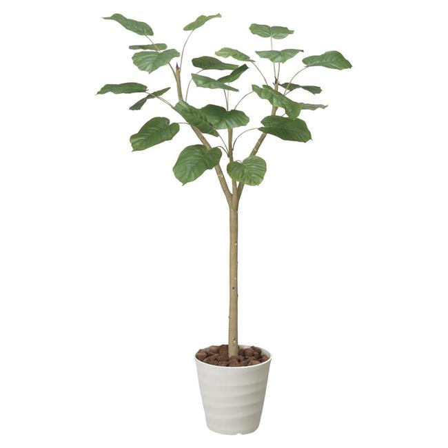 光の楽園(2025年版) ウンベラータ 品番：172K370 高さ：180cm - アートクリエイション [光触媒/人工観葉植物]