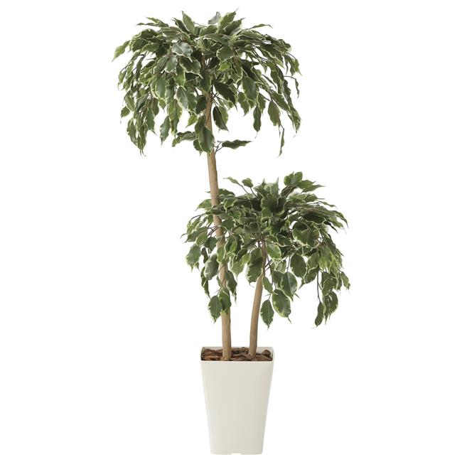 光の楽園(2024年版) ゴールデンフィカスダブル 品番：2282A200 高さ：120cm - アートクリエイション [光触媒/人工観葉植物]