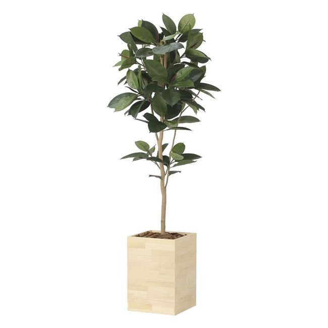 光の楽園(2025年版) ウッドボックスゴムの木1.8 品番：2458P580 高さ：180cm - アートクリエイション [..