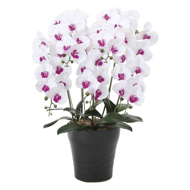 光の楽園(2025年版) フレッシュ胡蝶蘭 5本立W／L 品番：876P220 高さ：72cm - アートクリエイション [光触媒/人工観葉植物]