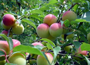 ��̵�������������ݡ۵��������ߴ�200g���²λ��������������