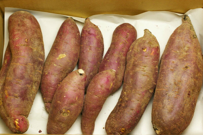 無農薬・無肥料で栽培したサツマイモ 3kg 自然な甘み 大きさ不揃い オーガニック有機栽培を超える自然栽培