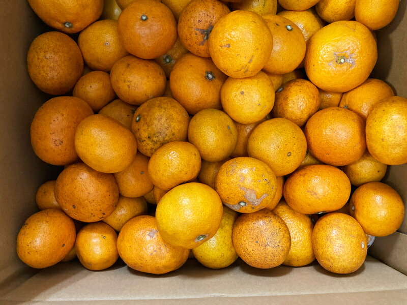 【無肥料・自然栽培】温州ミカン5kg　農薬や化学肥料一切不使用 オーガニックの蜜柑【送料込み】［熊本県：海乃蛙自然農園］