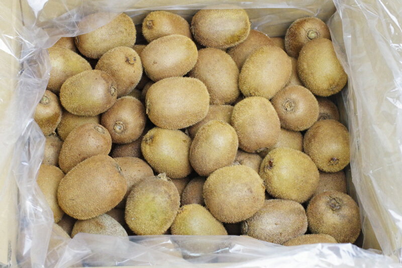 無肥料・自然栽培 キウイフルーツ 10kg お徳用 送料込み・風袋込み　無肥料　無農薬　ビタミンC　キウイ